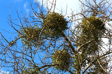 Mistel am Baum