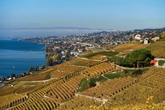 Vineyards in autumn, Lausanne at back, Lavaux, Lake Geneva, Canton of Vaud, Switzerland, Europe