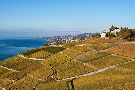 Vineyards in autumn with view of Castle Montagny, Lausanne, Lavaux, Lake Geneva, Canton of Vaud, Switzerland, Europe