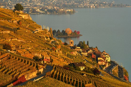 Vineyards in autumn, view of Lake Geneva and winegrowing village Saint-Saphorin, Lavaux, Canton of Vaud, Switzerland, Europe