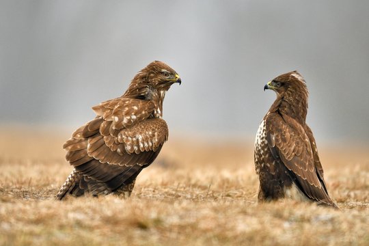Two buzzards (Buteo buteo) standing in meadow, Lodz Province, Poland, Europe
