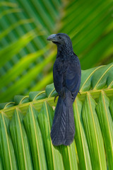 Groove-billed Ani - Crotophaga sulcirostris tropical bird in the cuckoo family, long tail and a large, curved beak. Resident species from Texas, Mexico to Colombia and Venezuela, Ecuador, Peru