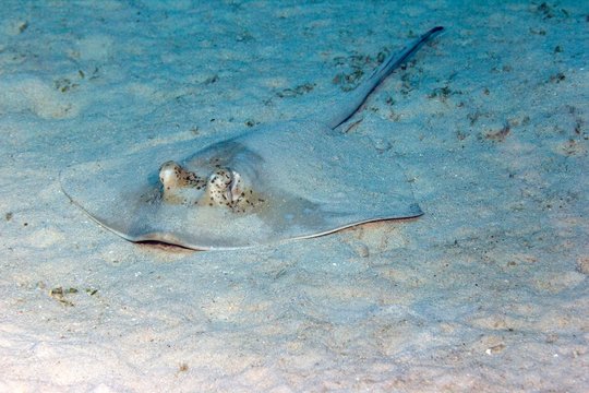 Blue spotted stingray (Neotrygon kuhlii), Great Barrier Reef, Queensland, Australia, Oceania