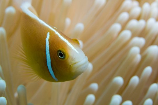 Orange skunk clownfish (Amphiprion sandaracinos), defending its coral, Great Barrier Reef, Queensland, Australia, Oceania