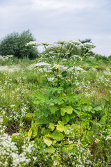 Fototapeta na wymiar Giant Hogweed in field, blooming. Dangerous toxic plant also known as Cow Parsnip or Heracleum