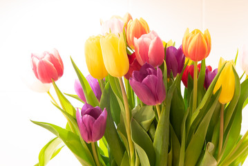 Tulips Spring Concept
