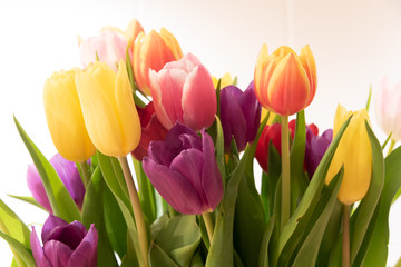 Obraz premium Tulips Spring Concept
