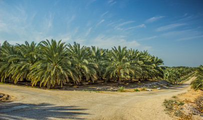 palm plantation park outdoor scenery landscape nature photography panoramic foreshortening in vivid colorful summer weather season time