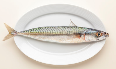 Fototapeta premium Mackerel