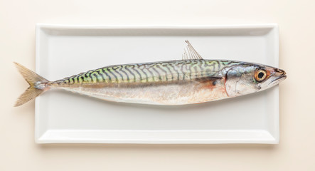 Mackerel
