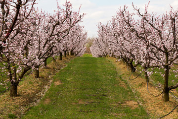 Fototapeta na wymiar Colorful spring blooming of apricot trees