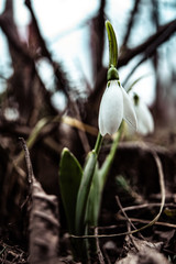 Snowdrop