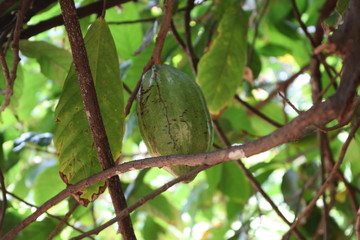 Zanzibar farma przypraw © Agnieszka Oleksiak