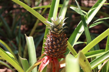 Ananas © Agnieszka Oleksiak