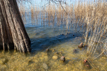 Close-up of the trunk of a bald swamp cypress (Taxodium distichum) surrounded by cypress knees in the water of Lake Garda, Lazise, Veneto, Italy