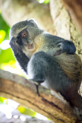 Curious monkey look from tree