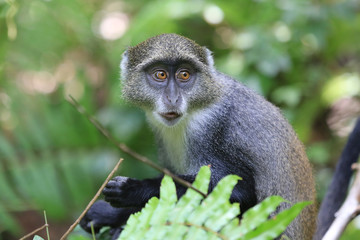 Obraz premium young monkey in jungle