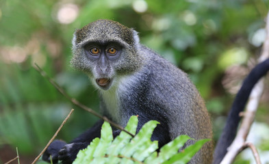 curious monkey look from tree