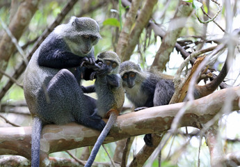 monkey mother examines paw her baby