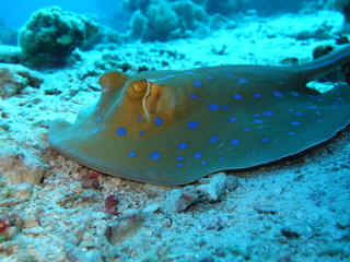 Tauchgang im Roten Meer