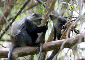 monkey mother look on paw her baby