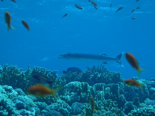 Fototapeta na wymiar Tauchgang im Roten Meer