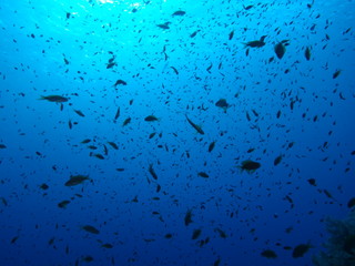 Tauchgang im Roten Meer