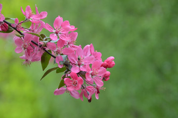 Flowering branch of the heavenly pink apple tree . Spring blossom orchard.Pink flowers on green background