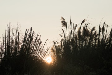 Fototapeta premium A dawn in the grass 