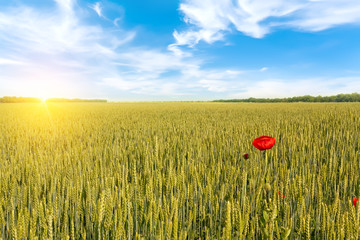 Beautiful sunrise over field of wheat with bright red poppies flowers.