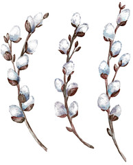 Pussy willow clipart. Three willow branches isolated on white background. © annakonchits