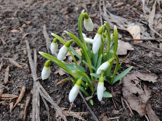 Snowdrop flowers