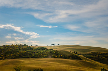 Obraz premium typical Tuscany landscape with hills and cypress trees on sunset
