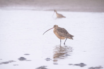 Long Billed Curlew  Numenius Americanus on a misty morning in the bay area estuary California with Dowitcher