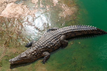 Nile crocodile or crocodylus niloticus on riverbank, animal park, Morocco.