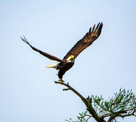 EAGLE