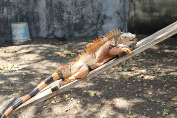 IGUANA ROJA
