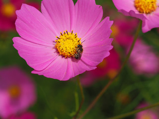 ミツバチとコスモス