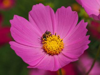 Obraz premium ミツバチとコスモス