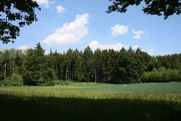 wald