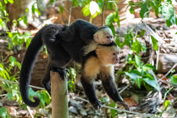 capuchin, monkey in the jungle, mother and baby on its back, Costa Rica