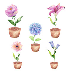 Watercolor set of blooming flowers in pots on a white background.  Watercolor graphic for fabric, postcard, greeting card, book, poster, tee-shirt.