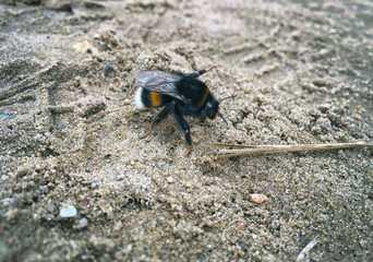 Honeybee on the sand