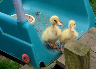 2 liitle ducks