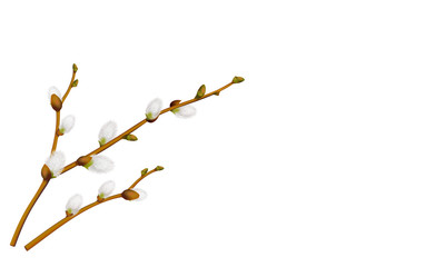 Weidenkätzchen Zweig, Frühlingsblume in der Osterzeit,  Vektor Illustration isoliert auf weißem Hintergrund - obrazy, fototapety, plakaty