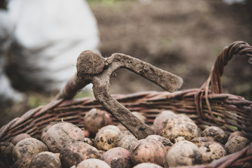 Freshly gathered potatoes in wicker basket. Hoe - retro hand tools for digging potato. Harvesting