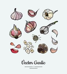 Vegetable garlic. Hipster hand drawn vector set white, pink and black garlic heads, sliced, chopped. Hand drawn isolated white pink garlic for restaurant menu, vegetarian poster, logo, icon, sticker.