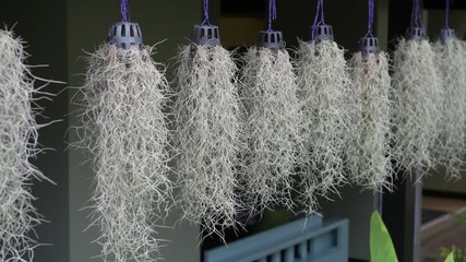 Hanging plant on window frame of room with other beautiful flowerpots Hanging plants in beautiful vases swaying in the wind. - Powered by Adobe