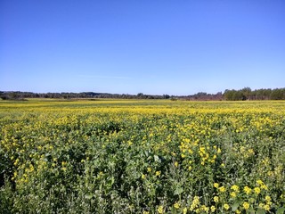 Landscape( for windows)