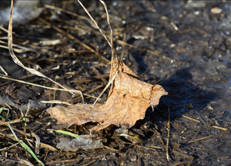 Dry maple leaf in the dirt